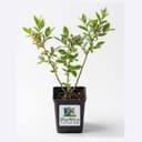 Pot Saksıda Yaban Mersini Fidanı - 1