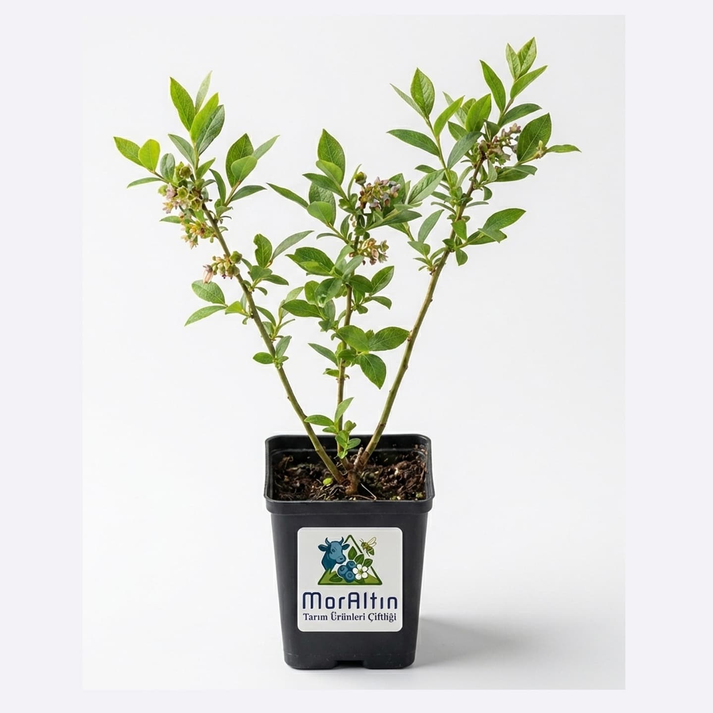 Pot Saksıda Yaban Mersini Fidanı - 1