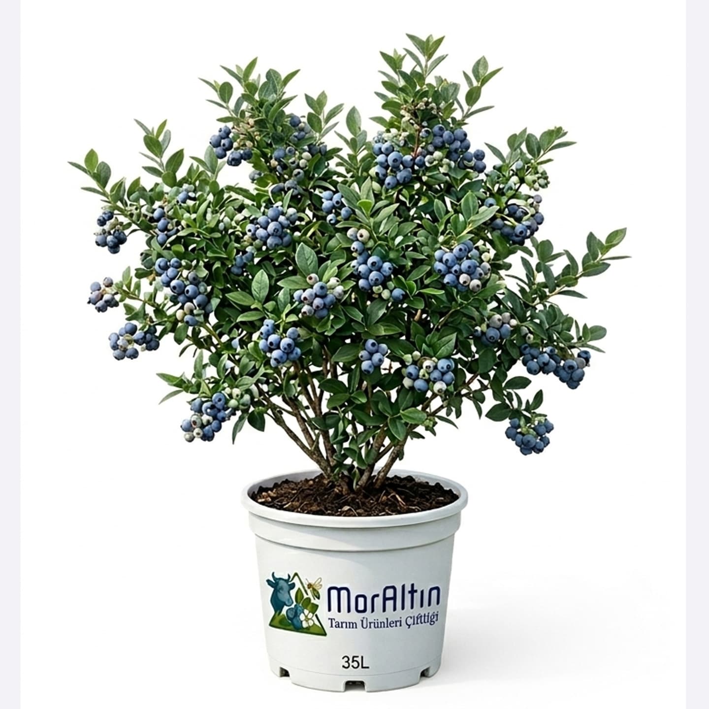 35 Litre Saksıda 5-6 Yaş Yaban Mersini Fidanı - 1